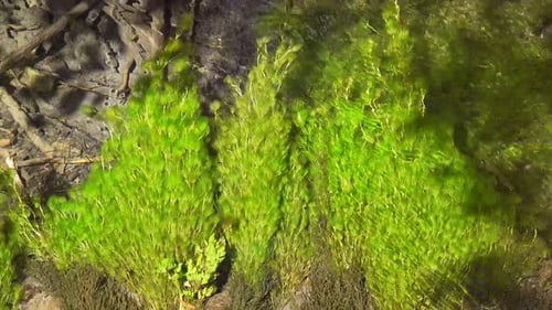 Down shot of river vegitation swaying with the currents of the clear rainforest stream.
