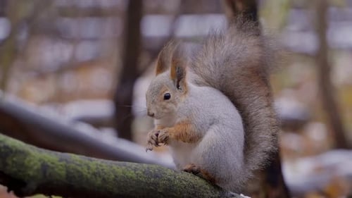 Close-up of a wild forest squirrel sitting on a thick branch of a fallen old tree.
