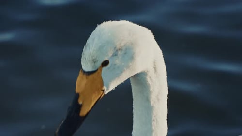 Majestic Swan Gliding on Serene Waters During Sunset in Tranquil Park