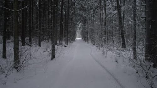 Winter Woodland Serenity Silent Snowcovered Forest Trail Remote Pinelined Path Under Icy Sky Frozen