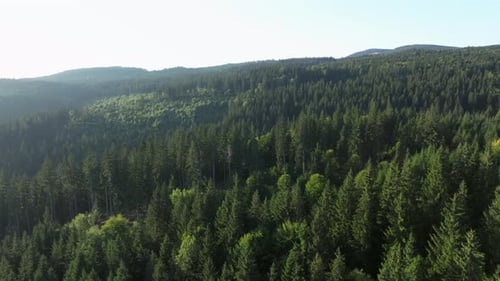 Lush green forest stretching across rolling hills under clear blue skies