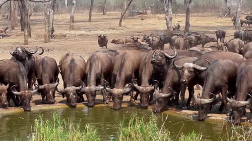 Los búfalos africanos (Syncerus caffer) han venido a beber a un abrevadero artificial durante el mar seco