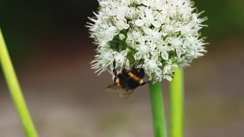 Bee On White Onion Flowers In Summer Garden