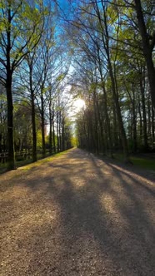 Beautiful Nature Walk in Evening Sun
