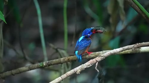 Blue Crowned Bird with Fish in Mouth