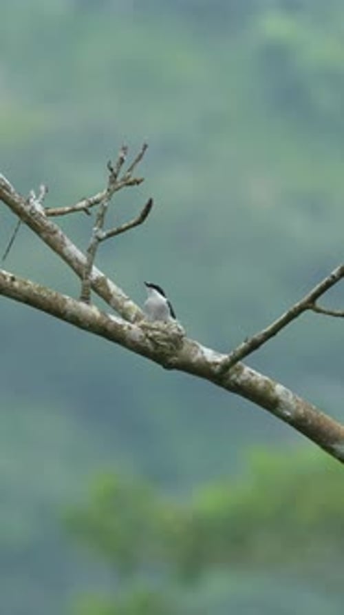 Le moucherolle à ailes noires niche sur une haute branche