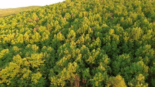 Aerial View Forest In Autumn Yellow Colors And Golden Hour Trees In Rural Drone View Of Forest