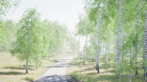 Birch Forest in Sunlight in the Morning