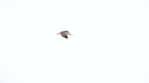Northern Harrier Hawk Soaring in a White Sky