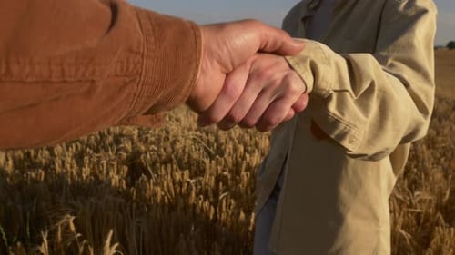 Female and male farmers handshake in yellow wheat field, Poland