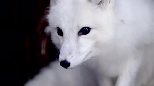 Endangered Arctic Fox Exploring Snowy National Park Reserve in Slow Motion During Winter Morning