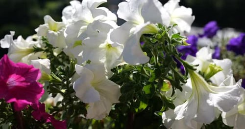 Balcony box with pink, purple and white petunia against the backdrop of a green forest