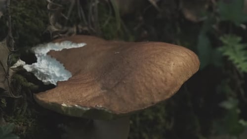 Gros plan d'un cèpe comestible biologique dans une nature vierge, parc Collados Del Ason, Cantabrie