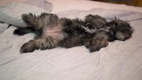 Small Gray Dog Sleeping on its Back Indoors