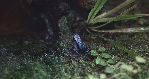 Grenouille empoisonnée bleue