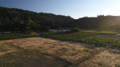 panning backwards on an open field that has vineyards during sunset
