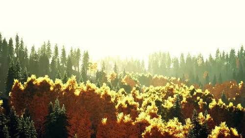 A Majestic Forest with Towering Trees