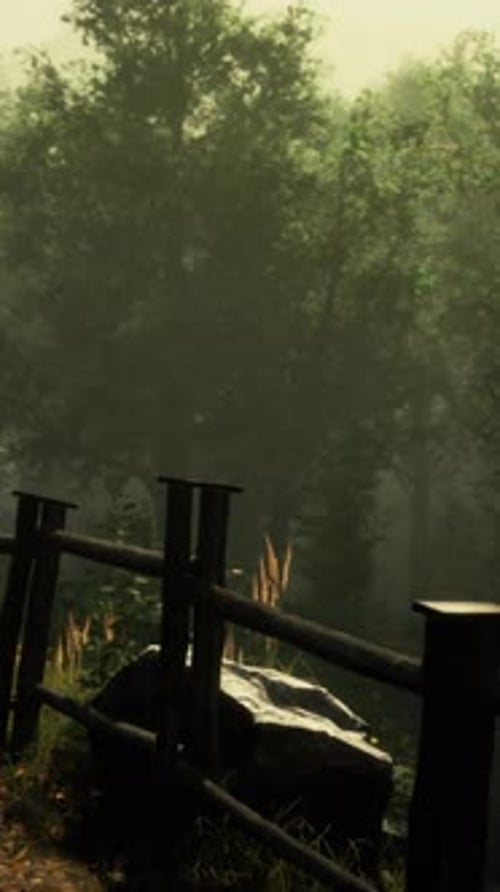 Mystical Forest with Fog and Shining Behind Trees