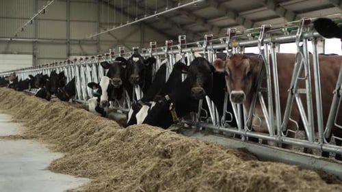Cows on a diary farm eating. Cattle of cows