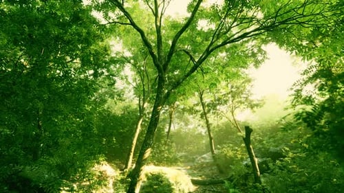 Belle clairière verdoyante à la lumière du soleil