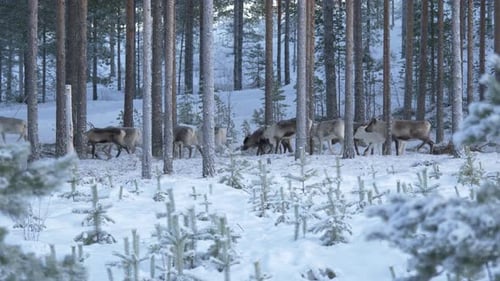 Grande rebanho de renas e renas se movendo pela floresta de pinheiros ao amanhecer na Lapônia, Suécia. Bela estátua