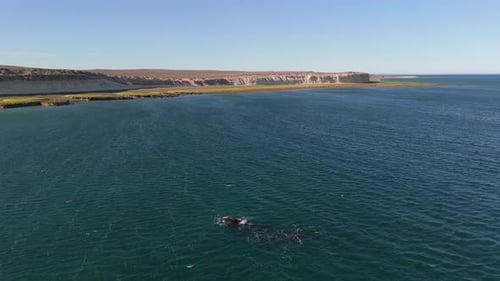 Aerial fly above Whale swimming at Patagonian blue sea landscape at Puerto Madryn, Chubut Argentina