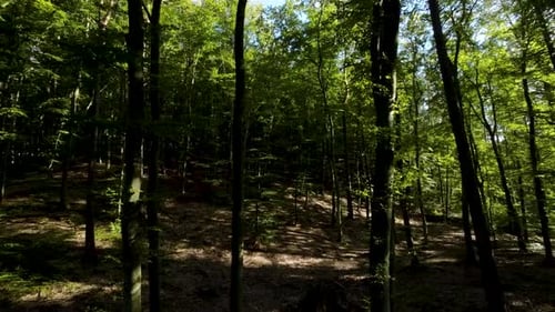 In den dunklen Waldwäldern mit üppigen grünen Blättern. Drohne aus der Luft