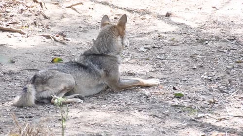 Wolf, Canis Lupus, Gray Wolf, Grey Wolf Sitting under shade and relaxing in a zoological park