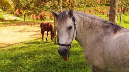 Light Gray Horse with Black Halter Standing Calmly in Foreground Facing Camera, Brown Horse Grazing