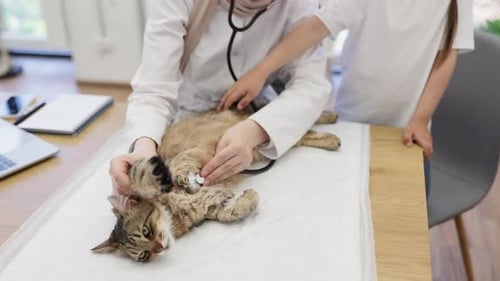 Vet and Child Examining Tabby Cat