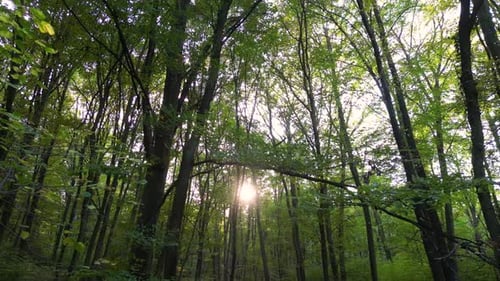 Bosque en otoño 56