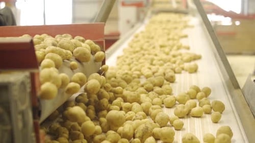 Planta de almacenamiento, envasado y procesamiento de patatas en cámara lenta.