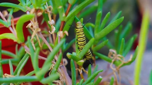 Caterpillar Monarch Butterfly