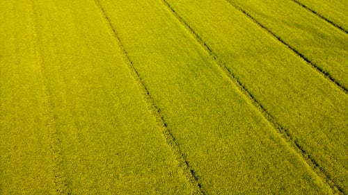Field of Flowering Rapeseed Field Ukrainian Landscape Aerial View