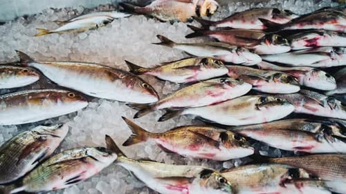 Nahaufnahme von frischem ganzen Fisch, der auf einem Fischmarkt ordentlich auf einem Bett aus zerstoßenem Eis arrangiert wird,