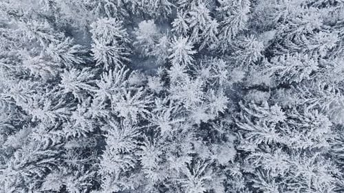 Top down view of frozen forest with snow covered trees.