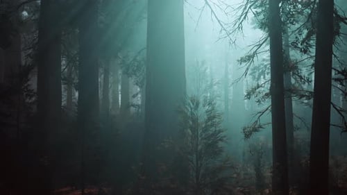 Majestic Sequoia Forest With Towering Trees