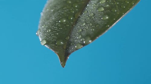 Wassertropfen tropfen vom grünen Blatt nach unten auf den blauen Hintergrund. Zeitlupe
