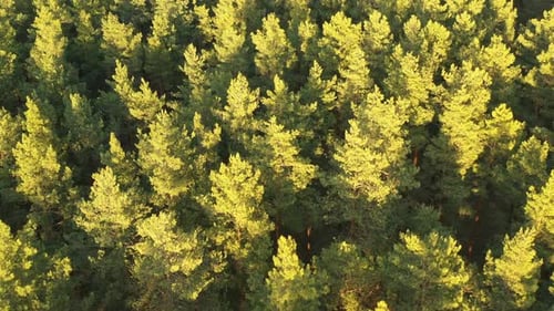 Aerial View Of Green Pine Coniferous Forest In Landscape During Sunset In Spring Top View From