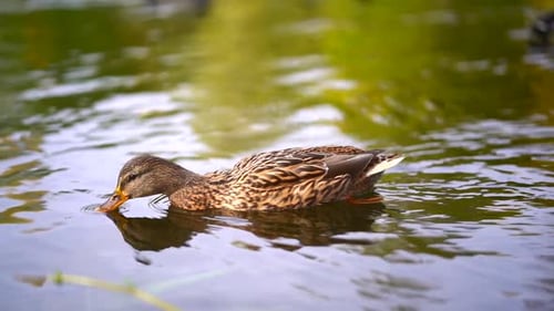Vídeo a cámara lenta de una hembra de ánade real en la superficie de un lago con su reflejo