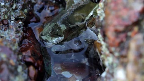 Crab digging and hiding under rock during low tide