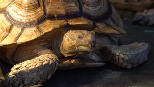 Old African Spurred Tortoise (Centrochelys sulcata) or the sulcata tortoise on the ground super clos