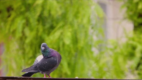 Animal Bird Pigeons On The Roof 6