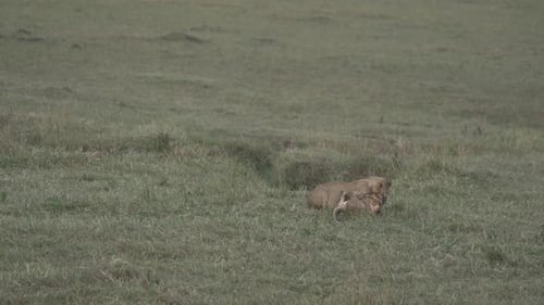 Lion cubs playing in the Masai Mara, Kenya, Africa