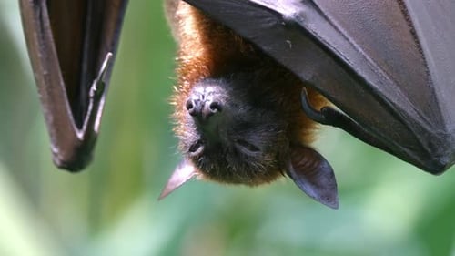 Schläfrige fliegende Fuchs-Fruchtfledermaus bei Tageslicht, kopfüber am Baum hängend. - Nahaufnahme