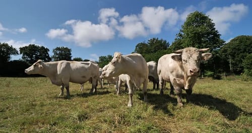 Bovins charolais. Le Charolais est la deuxième race bovine la plus nombreuse de France.