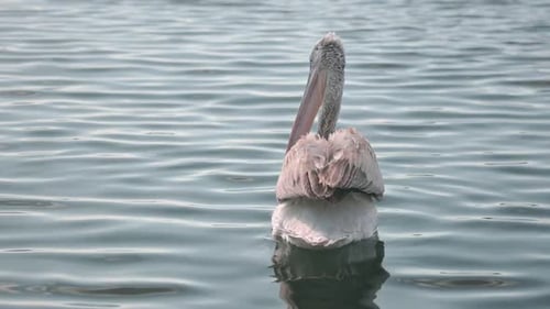 White Pelican Catches and Eats Fish in the Sea
