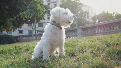 Small White Dog Sitting in Urban Park
