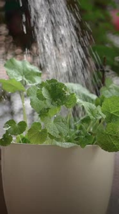 Close Up Watering a Plant Indoors