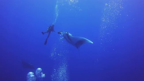Slow motion of scuba diver swimming with stingray manta in deepwater of the ocean.